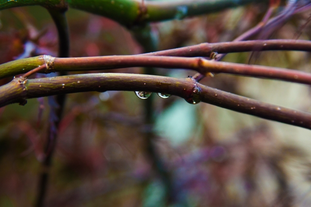 rain drops, branch