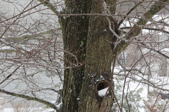 Hole in my tree